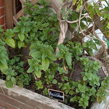 Dom wakacyjny Bodebaude *