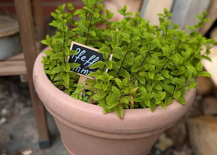 Bodebaude Semesterbostad *